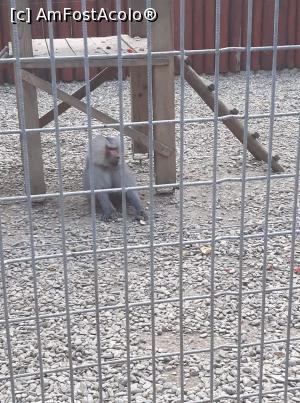 [P02] Mascul babuin » foto by Oana07
 - 
<span class="allrVoted glyphicon glyphicon-heart hidden" id="av998169"></span>
<a class="m-l-10 hidden" id="sv998169" onclick="voting_Foto_DelVot(,998169,14876)" role="button">șterge vot <span class="glyphicon glyphicon-remove"></span></a>
<a id="v9998169" class=" c-red"  onclick="voting_Foto_SetVot(998169)" role="button"><span class="glyphicon glyphicon-heart-empty"></span> <b>LIKE</b> = Votează poza</a> <img class="hidden"  id="f998169W9" src="/imagini/loader.gif" border="0" /><span class="AjErrMes hidden" id="e998169ErM"></span>