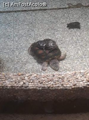 [P03] Testoasa aligator » foto by Oana07
 - 
<span class="allrVoted glyphicon glyphicon-heart hidden" id="av998171"></span>
<a class="m-l-10 hidden" id="sv998171" onclick="voting_Foto_DelVot(,998171,14876)" role="button">șterge vot <span class="glyphicon glyphicon-remove"></span></a>
<a id="v9998171" class=" c-red"  onclick="voting_Foto_SetVot(998171)" role="button"><span class="glyphicon glyphicon-heart-empty"></span> <b>LIKE</b> = Votează poza</a> <img class="hidden"  id="f998171W9" src="/imagini/loader.gif" border="0" /><span class="AjErrMes hidden" id="e998171ErM"></span>