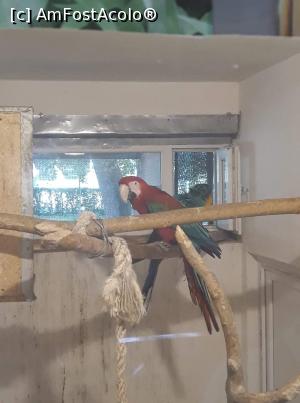 [P06] Papagal Ara » foto by Oana07
 - 
<span class="allrVoted glyphicon glyphicon-heart hidden" id="av998175"></span>
<a class="m-l-10 hidden" id="sv998175" onclick="voting_Foto_DelVot(,998175,14876)" role="button">șterge vot <span class="glyphicon glyphicon-remove"></span></a>
<a id="v9998175" class=" c-red"  onclick="voting_Foto_SetVot(998175)" role="button"><span class="glyphicon glyphicon-heart-empty"></span> <b>LIKE</b> = Votează poza</a> <img class="hidden"  id="f998175W9" src="/imagini/loader.gif" border="0" /><span class="AjErrMes hidden" id="e998175ErM"></span>