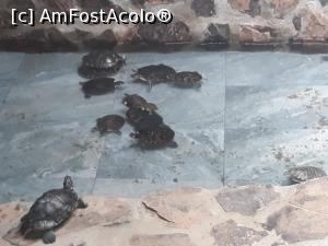 [P07]  -- <small>// FĂRĂ DESCRIERE</small> » foto by Oana07
 - 
<span class="allrVoted glyphicon glyphicon-heart hidden" id="av998179"></span>
<a class="m-l-10 hidden" id="sv998179" onclick="voting_Foto_DelVot(,998179,14876)" role="button">șterge vot <span class="glyphicon glyphicon-remove"></span></a>
<a id="v9998179" class=" c-red"  onclick="voting_Foto_SetVot(998179)" role="button"><span class="glyphicon glyphicon-heart-empty"></span> <b>LIKE</b> = Votează poza</a> <img class="hidden"  id="f998179W9" src="/imagini/loader.gif" border="0" /><span class="AjErrMes hidden" id="e998179ErM"></span>