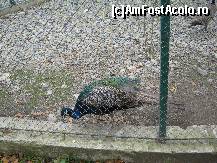 [P04]  -- <small>// FĂRĂ DESCRIERE</small> » foto by raly
 - 
<span class="allrVoted glyphicon glyphicon-heart hidden" id="av133434"></span>
<a class="m-l-10 hidden" id="sv133434" onclick="voting_Foto_DelVot(,133434,14876)" role="button">șterge vot <span class="glyphicon glyphicon-remove"></span></a>
<a id="v9133434" class=" c-red"  onclick="voting_Foto_SetVot(133434)" role="button"><span class="glyphicon glyphicon-heart-empty"></span> <b>LIKE</b> = Votează poza</a> <img class="hidden"  id="f133434W9" src="/imagini/loader.gif" border="0" /><span class="AjErrMes hidden" id="e133434ErM"></span>