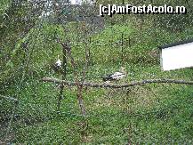 [P05]  -- <small>// FĂRĂ DESCRIERE</small> » foto by raly
 - 
<span class="allrVoted glyphicon glyphicon-heart hidden" id="av133436"></span>
<a class="m-l-10 hidden" id="sv133436" onclick="voting_Foto_DelVot(,133436,14876)" role="button">șterge vot <span class="glyphicon glyphicon-remove"></span></a>
<a id="v9133436" class=" c-red"  onclick="voting_Foto_SetVot(133436)" role="button"><span class="glyphicon glyphicon-heart-empty"></span> <b>LIKE</b> = Votează poza</a> <img class="hidden"  id="f133436W9" src="/imagini/loader.gif" border="0" /><span class="AjErrMes hidden" id="e133436ErM"></span>