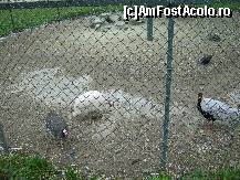 [P06]  -- <small>// FĂRĂ DESCRIERE</small> » foto by raly
 - 
<span class="allrVoted glyphicon glyphicon-heart hidden" id="av133438"></span>
<a class="m-l-10 hidden" id="sv133438" onclick="voting_Foto_DelVot(,133438,14876)" role="button">șterge vot <span class="glyphicon glyphicon-remove"></span></a>
<a id="v9133438" class=" c-red"  onclick="voting_Foto_SetVot(133438)" role="button"><span class="glyphicon glyphicon-heart-empty"></span> <b>LIKE</b> = Votează poza</a> <img class="hidden"  id="f133438W9" src="/imagini/loader.gif" border="0" /><span class="AjErrMes hidden" id="e133438ErM"></span>