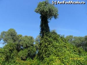 [P11] un pom cu vita de vie salbatica in Delta » foto by delia58
 - 
<span class="allrVoted glyphicon glyphicon-heart hidden" id="av520705"></span>
<a class="m-l-10 hidden" id="sv520705" onclick="voting_Foto_DelVot(,520705,14885)" role="button">șterge vot <span class="glyphicon glyphicon-remove"></span></a>
<a id="v9520705" class=" c-red"  onclick="voting_Foto_SetVot(520705)" role="button"><span class="glyphicon glyphicon-heart-empty"></span> <b>LIKE</b> = Votează poza</a> <img class="hidden"  id="f520705W9" src="/imagini/loader.gif" border="0" /><span class="AjErrMes hidden" id="e520705ErM"></span>