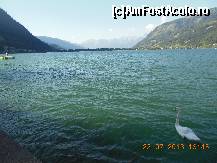 [P03] Lacul ZELLER cu lebede » foto by valentyna
 - 
<span class="allrVoted glyphicon glyphicon-heart hidden" id="av449720"></span>
<a class="m-l-10 hidden" id="sv449720" onclick="voting_Foto_DelVot(,449720,14903)" role="button">șterge vot <span class="glyphicon glyphicon-remove"></span></a>
<a id="v9449720" class=" c-red"  onclick="voting_Foto_SetVot(449720)" role="button"><span class="glyphicon glyphicon-heart-empty"></span> <b>LIKE</b> = Votează poza</a> <img class="hidden"  id="f449720W9" src="/imagini/loader.gif" border="0" /><span class="AjErrMes hidden" id="e449720ErM"></span>