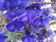 [P18] Alte flori frumoase.  » foto by cristina.eu
 - 
<span class="allrVoted glyphicon glyphicon-heart hidden" id="av451116"></span>
<a class="m-l-10 hidden" id="sv451116" onclick="voting_Foto_DelVot(,451116,14941)" role="button">șterge vot <span class="glyphicon glyphicon-remove"></span></a>
<a id="v9451116" class=" c-red"  onclick="voting_Foto_SetVot(451116)" role="button"><span class="glyphicon glyphicon-heart-empty"></span> <b>LIKE</b> = Votează poza</a> <img class="hidden"  id="f451116W9" src="/imagini/loader.gif" border="0" /><span class="AjErrMes hidden" id="e451116ErM"></span>