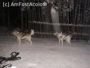 [P22] husky gata de drum » foto by viki68r
 - 
<span class="allrVoted glyphicon glyphicon-heart hidden" id="av1080123"></span>
<a class="m-l-10 hidden" id="sv1080123" onclick="voting_Foto_DelVot(,1080123,14966)" role="button">șterge vot <span class="glyphicon glyphicon-remove"></span></a>
<a id="v91080123" class=" c-red"  onclick="voting_Foto_SetVot(1080123)" role="button"><span class="glyphicon glyphicon-heart-empty"></span> <b>LIKE</b> = Votează poza</a> <img class="hidden"  id="f1080123W9" src="/imagini/loader.gif" border="0" /><span class="AjErrMes hidden" id="e1080123ErM"></span>