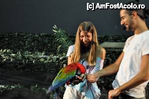 [P17] spectacolul pasari tropicale » foto by andreea_c
 - 
<span class="allrVoted glyphicon glyphicon-heart hidden" id="av453424"></span>
<a class="m-l-10 hidden" id="sv453424" onclick="voting_Foto_DelVot(,453424,15008)" role="button">șterge vot <span class="glyphicon glyphicon-remove"></span></a>
<a id="v9453424" class=" c-red"  onclick="voting_Foto_SetVot(453424)" role="button"><span class="glyphicon glyphicon-heart-empty"></span> <b>LIKE</b> = Votează poza</a> <img class="hidden"  id="f453424W9" src="/imagini/loader.gif" border="0" /><span class="AjErrMes hidden" id="e453424ErM"></span>