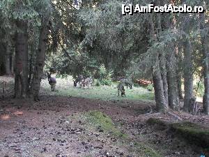 [P05] Un grup de măgăruşi în pădure, nu departe de Cabana Diana în vara anului 2012.  » foto by bose
 - 
<span class="allrVoted glyphicon glyphicon-heart hidden" id="av455304"></span>
<a class="m-l-10 hidden" id="sv455304" onclick="voting_Foto_DelVot(,455304,15059)" role="button">șterge vot <span class="glyphicon glyphicon-remove"></span></a>
<a id="v9455304" class=" c-red"  onclick="voting_Foto_SetVot(455304)" role="button"><span class="glyphicon glyphicon-heart-empty"></span> <b>LIKE</b> = Votează poza</a> <img class="hidden"  id="f455304W9" src="/imagini/loader.gif" border="0" /><span class="AjErrMes hidden" id="e455304ErM"></span>