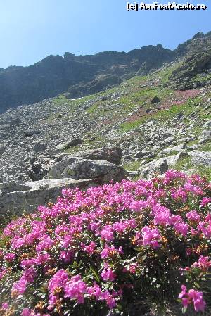 [P03] Bujorii de Munte sau Rododendronii » foto by cristian pinte
 - 
<span class="allrVoted glyphicon glyphicon-heart hidden" id="av525534"></span>
<a class="m-l-10 hidden" id="sv525534" onclick="voting_Foto_DelVot(,525534,15065)" role="button">șterge vot <span class="glyphicon glyphicon-remove"></span></a>
<a id="v9525534" class=" c-red"  onclick="voting_Foto_SetVot(525534)" role="button"><span class="glyphicon glyphicon-heart-empty"></span> <b>LIKE</b> = Votează poza</a> <img class="hidden"  id="f525534W9" src="/imagini/loader.gif" border="0" /><span class="AjErrMes hidden" id="e525534ErM"></span>