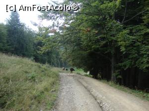 [P25] Pe traseu ne-am întâlnit cu niște văcuțe, probabil animalele celor de la cabană.  » foto by Floryn81
 - 
<span class="allrVoted glyphicon glyphicon-heart hidden" id="av787732"></span>
<a class="m-l-10 hidden" id="sv787732" onclick="voting_Foto_DelVot(,787732,15071)" role="button">șterge vot <span class="glyphicon glyphicon-remove"></span></a>
<a id="v9787732" class=" c-red"  onclick="voting_Foto_SetVot(787732)" role="button"><span class="glyphicon glyphicon-heart-empty"></span> <b>LIKE</b> = Votează poza</a> <img class="hidden"  id="f787732W9" src="/imagini/loader.gif" border="0" /><span class="AjErrMes hidden" id="e787732ErM"></span>