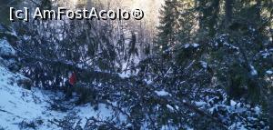 [P52] Din zona Cota 1400, spre Schitul Sf Ana, după o furtună care pusese copacii la pământ (februarie 2020). » foto by Aurici
 - 
<span class="allrVoted glyphicon glyphicon-heart hidden" id="av1217095"></span>
<a class="m-l-10 hidden" id="sv1217095" onclick="voting_Foto_DelVot(,1217095,15071)" role="button">șterge vot <span class="glyphicon glyphicon-remove"></span></a>
<a id="v91217095" class=" c-red"  onclick="voting_Foto_SetVot(1217095)" role="button"><span class="glyphicon glyphicon-heart-empty"></span> <b>LIKE</b> = Votează poza</a> <img class="hidden"  id="f1217095W9" src="/imagini/loader.gif" border="0" /><span class="AjErrMes hidden" id="e1217095ErM"></span>
