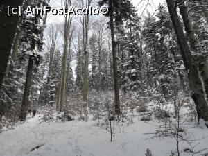 [P01] Am inceput să urcăm prin pădure. Brazii trosneau inghețați, bătuți de vânt. » foto by Mika
 - 
<span class="allrVoted glyphicon glyphicon-heart hidden" id="av1214886"></span>
<a class="m-l-10 hidden" id="sv1214886" onclick="voting_Foto_DelVot(,1214886,15071)" role="button">șterge vot <span class="glyphicon glyphicon-remove"></span></a>
<a id="v91214886" class=" c-red"  onclick="voting_Foto_SetVot(1214886)" role="button"><span class="glyphicon glyphicon-heart-empty"></span> <b>LIKE</b> = Votează poza</a> <img class="hidden"  id="f1214886W9" src="/imagini/loader.gif" border="0" /><span class="AjErrMes hidden" id="e1214886ErM"></span>