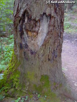 [P08] Natura e primitoare, ne iubeste, va rog respectati- o, nu aruncati resturi prin padure.  » foto by yom
 - 
<span class="allrVoted glyphicon glyphicon-heart hidden" id="av540280"></span>
<a class="m-l-10 hidden" id="sv540280" onclick="voting_Foto_DelVot(,540280,15082)" role="button">șterge vot <span class="glyphicon glyphicon-remove"></span></a>
<a id="v9540280" class=" c-red"  onclick="voting_Foto_SetVot(540280)" role="button"><span class="glyphicon glyphicon-heart-empty"></span> <b>LIKE</b> = Votează poza</a> <img class="hidden"  id="f540280W9" src="/imagini/loader.gif" border="0" /><span class="AjErrMes hidden" id="e540280ErM"></span>