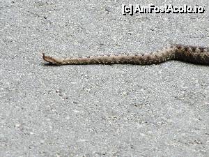 [P07] ..... . o localnica (... cu corn) :) !  » foto by Testosu'
 - 
<span class="allrVoted glyphicon glyphicon-heart hidden" id="av510989"></span>
<a class="m-l-10 hidden" id="sv510989" onclick="voting_Foto_DelVot(,510989,15101)" role="button">șterge vot <span class="glyphicon glyphicon-remove"></span></a>
<a id="v9510989" class=" c-red"  onclick="voting_Foto_SetVot(510989)" role="button"><span class="glyphicon glyphicon-heart-empty"></span> <b>LIKE</b> = Votează poza</a> <img class="hidden"  id="f510989W9" src="/imagini/loader.gif" border="0" /><span class="AjErrMes hidden" id="e510989ErM"></span>