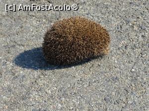 [P01] Micuțul cu piciorușe prea scurte pentru a traversa în viteză șoseaua.  » foto by Cris
 - 
<span class="allrVoted glyphicon glyphicon-heart hidden" id="av833243"></span>
<a class="m-l-10 hidden" id="sv833243" onclick="voting_Foto_DelVot(,833243,15101)" role="button">șterge vot <span class="glyphicon glyphicon-remove"></span></a>
<a id="v9833243" class=" c-red"  onclick="voting_Foto_SetVot(833243)" role="button"><span class="glyphicon glyphicon-heart-empty"></span> <b>LIKE</b> = Votează poza</a> <img class="hidden"  id="f833243W9" src="/imagini/loader.gif" border="0" /><span class="AjErrMes hidden" id="e833243ErM"></span>