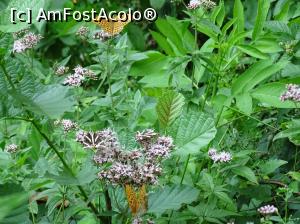 [P33] Morile de apă de pe Valea Rudăriei - fluturii care roiau în număr mare în jurul nostru.  » foto by Cris
 - 
<span class="allrVoted glyphicon glyphicon-heart hidden" id="av833275"></span>
<a class="m-l-10 hidden" id="sv833275" onclick="voting_Foto_DelVot(,833275,15101)" role="button">șterge vot <span class="glyphicon glyphicon-remove"></span></a>
<a id="v9833275" class=" c-red"  onclick="voting_Foto_SetVot(833275)" role="button"><span class="glyphicon glyphicon-heart-empty"></span> <b>LIKE</b> = Votează poza</a> <img class="hidden"  id="f833275W9" src="/imagini/loader.gif" border="0" /><span class="AjErrMes hidden" id="e833275ErM"></span>