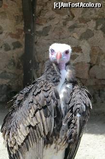 [P22]  -- <small>// FĂRĂ DESCRIERE</small> » foto by icata24
 - 
<span class="allrVoted glyphicon glyphicon-heart hidden" id="av459029"></span>
<a class="m-l-10 hidden" id="sv459029" onclick="voting_Foto_DelVot(,459029,15184)" role="button">șterge vot <span class="glyphicon glyphicon-remove"></span></a>
<a id="v9459029" class=" c-red"  onclick="voting_Foto_SetVot(459029)" role="button"><span class="glyphicon glyphicon-heart-empty"></span> <b>LIKE</b> = Votează poza</a> <img class="hidden"  id="f459029W9" src="/imagini/loader.gif" border="0" /><span class="AjErrMes hidden" id="e459029ErM"></span>