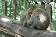 [P27] sleeping » foto by icata24
 - 
<span class="allrVoted glyphicon glyphicon-heart hidden" id="av459034"></span>
<a class="m-l-10 hidden" id="sv459034" onclick="voting_Foto_DelVot(,459034,15184)" role="button">șterge vot <span class="glyphicon glyphicon-remove"></span></a>
<a id="v9459034" class=" c-red"  onclick="voting_Foto_SetVot(459034)" role="button"><span class="glyphicon glyphicon-heart-empty"></span> <b>LIKE</b> = Votează poza</a> <img class="hidden"  id="f459034W9" src="/imagini/loader.gif" border="0" /><span class="AjErrMes hidden" id="e459034ErM"></span>