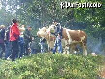 [P12] toata lumea poza acesti boi,erau foarte masivi » foto by chelie_d
 - 
<span class="allrVoted glyphicon glyphicon-heart hidden" id="av144223"></span>
<a class="m-l-10 hidden" id="sv144223" onclick="voting_Foto_DelVot(,144223,15195)" role="button">șterge vot <span class="glyphicon glyphicon-remove"></span></a>
<a id="v9144223" class=" c-red"  onclick="voting_Foto_SetVot(144223)" role="button"><span class="glyphicon glyphicon-heart-empty"></span> <b>LIKE</b> = Votează poza</a> <img class="hidden"  id="f144223W9" src="/imagini/loader.gif" border="0" /><span class="AjErrMes hidden" id="e144223ErM"></span>