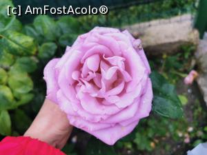 [P06] Gradina plina cu trandafiri. Miroseau superb. » foto by ux120338
 - 
<span class="allrVoted glyphicon glyphicon-heart hidden" id="av1232917"></span>
<a class="m-l-10 hidden" id="sv1232917" onclick="voting_Foto_DelVot(,1232917,15222)" role="button">șterge vot <span class="glyphicon glyphicon-remove"></span></a>
<a id="v91232917" class=" c-red"  onclick="voting_Foto_SetVot(1232917)" role="button"><span class="glyphicon glyphicon-heart-empty"></span> <b>LIKE</b> = Votează poza</a> <img class="hidden"  id="f1232917W9" src="/imagini/loader.gif" border="0" /><span class="AjErrMes hidden" id="e1232917ErM"></span>