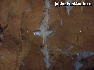 [P08] Simbolul peşterii libelula de cristal.  » foto by geta10
 - 
<span class="allrVoted glyphicon glyphicon-heart hidden" id="av462395"></span>
<a class="m-l-10 hidden" id="sv462395" onclick="voting_Foto_DelVot(,462395,15274)" role="button">șterge vot <span class="glyphicon glyphicon-remove"></span></a>
<a id="v9462395" class=" c-red"  onclick="voting_Foto_SetVot(462395)" role="button"><span class="glyphicon glyphicon-heart-empty"></span> <b>LIKE</b> = Votează poza</a> <img class="hidden"  id="f462395W9" src="/imagini/loader.gif" border="0" /><span class="AjErrMes hidden" id="e462395ErM"></span>