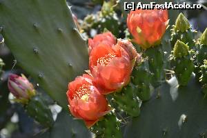 [P28] superbe flori de cactus...  » foto by homeag_mihaela
 - 
<span class="allrVoted glyphicon glyphicon-heart hidden" id="av534214"></span>
<a class="m-l-10 hidden" id="sv534214" onclick="voting_Foto_DelVot(,534214,15280)" role="button">șterge vot <span class="glyphicon glyphicon-remove"></span></a>
<a id="v9534214" class=" c-red"  onclick="voting_Foto_SetVot(534214)" role="button"><span class="glyphicon glyphicon-heart-empty"></span> <b>LIKE</b> = Votează poza</a> <img class="hidden"  id="f534214W9" src="/imagini/loader.gif" border="0" /><span class="AjErrMes hidden" id="e534214ErM"></span>