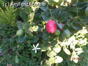 [P29]  -- <small>// FĂRĂ DESCRIERE</small> » foto by nrs †
 - 
<span class="allrVoted glyphicon glyphicon-heart hidden" id="av909285"></span>
<a class="m-l-10 hidden" id="sv909285" onclick="voting_Foto_DelVot(,909285,15414)" role="button">șterge vot <span class="glyphicon glyphicon-remove"></span></a>
<a id="v9909285" class=" c-red"  onclick="voting_Foto_SetVot(909285)" role="button"><span class="glyphicon glyphicon-heart-empty"></span> <b>LIKE</b> = Votează poza</a> <img class="hidden"  id="f909285W9" src="/imagini/loader.gif" border="0" /><span class="AjErrMes hidden" id="e909285ErM"></span>