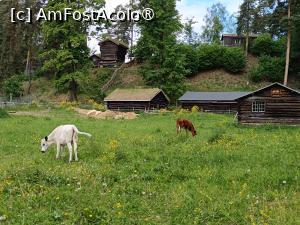 [P46] Oslo, Norsk Folkemuseum, Zona Numedal, Staul de vaci, Văcuțele păscând crează atmosfera de altă dată... » foto by mprofeanu
 - 
<span class="allrVoted glyphicon glyphicon-heart hidden" id="av1517155"></span>
<a class="m-l-10 hidden" id="sv1517155" onclick="voting_Foto_DelVot(,1517155,15474)" role="button">șterge vot <span class="glyphicon glyphicon-remove"></span></a>
<a id="v91517155" class=" c-red"  onclick="voting_Foto_SetVot(1517155)" role="button"><span class="glyphicon glyphicon-heart-empty"></span> <b>LIKE</b> = Votează poza</a> <img class="hidden"  id="f1517155W9" src="/imagini/loader.gif" border="0" /><span class="AjErrMes hidden" id="e1517155ErM"></span>