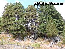 [P13] Acesta este pinus cembra poate ajunge pana la 25metrii si traieste 1000 de ani » foto by claudiu 71
 - 
<span class="allrVoted glyphicon glyphicon-heart hidden" id="av471205"></span>
<a class="m-l-10 hidden" id="sv471205" onclick="voting_Foto_DelVot(,471205,15504)" role="button">șterge vot <span class="glyphicon glyphicon-remove"></span></a>
<a id="v9471205" class=" c-red"  onclick="voting_Foto_SetVot(471205)" role="button"><span class="glyphicon glyphicon-heart-empty"></span> <b>LIKE</b> = Votează poza</a> <img class="hidden"  id="f471205W9" src="/imagini/loader.gif" border="0" /><span class="AjErrMes hidden" id="e471205ErM"></span>
