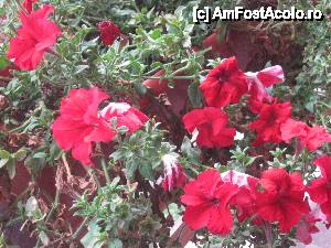 [P14] flori din balcon » foto by george1863*
 - 
<span class="allrVoted glyphicon glyphicon-heart hidden" id="av473677"></span>
<a class="m-l-10 hidden" id="sv473677" onclick="voting_Foto_DelVot(,473677,15555)" role="button">șterge vot <span class="glyphicon glyphicon-remove"></span></a>
<a id="v9473677" class=" c-red"  onclick="voting_Foto_SetVot(473677)" role="button"><span class="glyphicon glyphicon-heart-empty"></span> <b>LIKE</b> = Votează poza</a> <img class="hidden"  id="f473677W9" src="/imagini/loader.gif" border="0" /><span class="AjErrMes hidden" id="e473677ErM"></span>