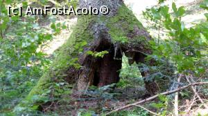 [P12] O altă ciudățenie: un molid ridicat deasupra solului pe trei rădăcini groase » foto by Lucien
 - 
<span class="allrVoted glyphicon glyphicon-heart hidden" id="av1011894"></span>
<a class="m-l-10 hidden" id="sv1011894" onclick="voting_Foto_DelVot(,1011894,15597)" role="button">șterge vot <span class="glyphicon glyphicon-remove"></span></a>
<a id="v91011894" class=" c-red"  onclick="voting_Foto_SetVot(1011894)" role="button"><span class="glyphicon glyphicon-heart-empty"></span> <b>LIKE</b> = Votează poza</a> <img class="hidden"  id="f1011894W9" src="/imagini/loader.gif" border="0" /><span class="AjErrMes hidden" id="e1011894ErM"></span>