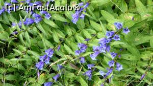 [P22] Gențiene (Gentiana asclepiadea), popular numite Lumânărica pământului sau Fierea pământului. Înfloresc la sfârșitul verii și începutul toamnei. A nu se face confuzie cu specii mici de gențiene specifice terenurilor montane calcaroase.  » foto by Lucien
 - 
<span class="allrVoted glyphicon glyphicon-heart hidden" id="av1011904"></span>
<a class="m-l-10 hidden" id="sv1011904" onclick="voting_Foto_DelVot(,1011904,15597)" role="button">șterge vot <span class="glyphicon glyphicon-remove"></span></a>
<a id="v91011904" class=" c-red"  onclick="voting_Foto_SetVot(1011904)" role="button"><span class="glyphicon glyphicon-heart-empty"></span> <b>LIKE</b> = Votează poza</a> <img class="hidden"  id="f1011904W9" src="/imagini/loader.gif" border="0" /><span class="AjErrMes hidden" id="e1011904ErM"></span>