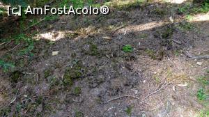 [P08] Lângă un molid bătrân vedem pe jos puzderie de fragmente de coajă de copac. În imaginea următoare apare și vinovatul.  » foto by Lucien
 - 
<span class="allrVoted glyphicon glyphicon-heart hidden" id="av1011890"></span>
<a class="m-l-10 hidden" id="sv1011890" onclick="voting_Foto_DelVot(,1011890,15597)" role="button">șterge vot <span class="glyphicon glyphicon-remove"></span></a>
<a id="v91011890" class=" c-red"  onclick="voting_Foto_SetVot(1011890)" role="button"><span class="glyphicon glyphicon-heart-empty"></span> <b>LIKE</b> = Votează poza</a> <img class="hidden"  id="f1011890W9" src="/imagini/loader.gif" border="0" /><span class="AjErrMes hidden" id="e1011890ErM"></span>