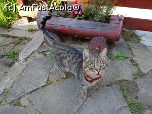 [P12] Miau, miau... tot ce vreau! :)  Aveți ceva bun și pentru mine?! » foto by Floryn81
 - 
<span class="allrVoted glyphicon glyphicon-heart hidden" id="av1193823"></span>
<a class="m-l-10 hidden" id="sv1193823" onclick="voting_Foto_DelVot(,1193823,15604)" role="button">șterge vot <span class="glyphicon glyphicon-remove"></span></a>
<a id="v91193823" class=" c-red"  onclick="voting_Foto_SetVot(1193823)" role="button"><span class="glyphicon glyphicon-heart-empty"></span> <b>LIKE</b> = Votează poza</a> <img class="hidden"  id="f1193823W9" src="/imagini/loader.gif" border="0" /><span class="AjErrMes hidden" id="e1193823ErM"></span>