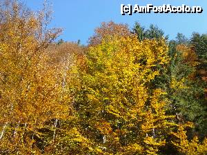 [P16] Culorile toamnei.  » foto by wasi
 - 
<span class="allrVoted glyphicon glyphicon-heart hidden" id="av477431"></span>
<a class="m-l-10 hidden" id="sv477431" onclick="voting_Foto_DelVot(,477431,15627)" role="button">șterge vot <span class="glyphicon glyphicon-remove"></span></a>
<a id="v9477431" class=" c-red"  onclick="voting_Foto_SetVot(477431)" role="button"><span class="glyphicon glyphicon-heart-empty"></span> <b>LIKE</b> = Votează poza</a> <img class="hidden"  id="f477431W9" src="/imagini/loader.gif" border="0" /><span class="AjErrMes hidden" id="e477431ErM"></span>