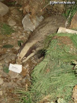 [P03] Parter - scenă din fauna locală.  » foto by tata123 🔱
 - 
<span class="allrVoted glyphicon glyphicon-heart hidden" id="av622986"></span>
<a class="m-l-10 hidden" id="sv622986" onclick="voting_Foto_DelVot(,622986,15703)" role="button">șterge vot <span class="glyphicon glyphicon-remove"></span></a>
<a id="v9622986" class=" c-red"  onclick="voting_Foto_SetVot(622986)" role="button"><span class="glyphicon glyphicon-heart-empty"></span> <b>LIKE</b> = Votează poza</a> <img class="hidden"  id="f622986W9" src="/imagini/loader.gif" border="0" /><span class="AjErrMes hidden" id="e622986ErM"></span>