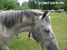 [P14]  -- <small>// FĂRĂ DESCRIERE</small> » foto by Paty
 - 
<span class="allrVoted glyphicon glyphicon-heart hidden" id="av158001"></span>
<a class="m-l-10 hidden" id="sv158001" onclick="voting_Foto_DelVot(,158001,15708)" role="button">șterge vot <span class="glyphicon glyphicon-remove"></span></a>
<a id="v9158001" class=" c-red"  onclick="voting_Foto_SetVot(158001)" role="button"><span class="glyphicon glyphicon-heart-empty"></span> <b>LIKE</b> = Votează poza</a> <img class="hidden"  id="f158001W9" src="/imagini/loader.gif" border="0" /><span class="AjErrMes hidden" id="e158001ErM"></span>