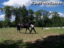 [P06] Herghelia Sambata de Jos - si cel negru este foarte frumos » foto by Lumis66
 - 
<span class="allrVoted glyphicon glyphicon-heart hidden" id="av245621"></span>
<a class="m-l-10 hidden" id="sv245621" onclick="voting_Foto_DelVot(,245621,15708)" role="button">șterge vot <span class="glyphicon glyphicon-remove"></span></a>
<a id="v9245621" class=" c-red"  onclick="voting_Foto_SetVot(245621)" role="button"><span class="glyphicon glyphicon-heart-empty"></span> <b>LIKE</b> = Votează poza</a> <img class="hidden"  id="f245621W9" src="/imagini/loader.gif" border="0" /><span class="AjErrMes hidden" id="e245621ErM"></span>