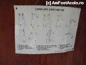 [P19] În micul muzeu afli câte ceva despre ce pot transmite caii în funcţie de poziţia urechilor » foto by Klaudyia
 - 
<span class="allrVoted glyphicon glyphicon-heart hidden" id="av481327"></span>
<a class="m-l-10 hidden" id="sv481327" onclick="voting_Foto_DelVot(,481327,15708)" role="button">șterge vot <span class="glyphicon glyphicon-remove"></span></a>
<a id="v9481327" class=" c-red"  onclick="voting_Foto_SetVot(481327)" role="button"><span class="glyphicon glyphicon-heart-empty"></span> <b>LIKE</b> = Votează poza</a> <img class="hidden"  id="f481327W9" src="/imagini/loader.gif" border="0" /><span class="AjErrMes hidden" id="e481327ErM"></span>