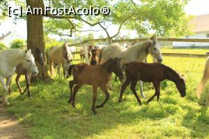 [P04] Iepe si manji lipitani de la Hergelia Sambata de Jos » foto by Dana2008
 - 
<span class="allrVoted glyphicon glyphicon-heart hidden" id="av759584"></span>
<a class="m-l-10 hidden" id="sv759584" onclick="voting_Foto_DelVot(,759584,15708)" role="button">șterge vot <span class="glyphicon glyphicon-remove"></span></a>
<a id="v9759584" class=" c-red"  onclick="voting_Foto_SetVot(759584)" role="button"><span class="glyphicon glyphicon-heart-empty"></span> <b>LIKE</b> = Votează poza</a> <img class="hidden"  id="f759584W9" src="/imagini/loader.gif" border="0" /><span class="AjErrMes hidden" id="e759584ErM"></span>