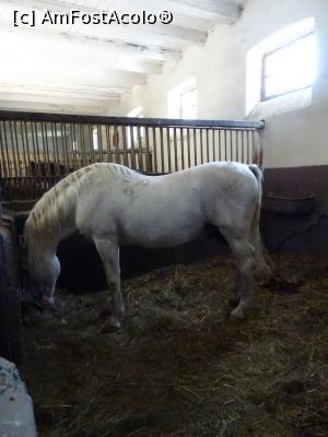 [P15] Armăsar - Herghelia Sâmbăta de Jos. » foto by tata123 🔱
 - 
<span class="allrVoted glyphicon glyphicon-heart hidden" id="av1251085"></span>
<a class="m-l-10 hidden" id="sv1251085" onclick="voting_Foto_DelVot(,1251085,15708)" role="button">șterge vot <span class="glyphicon glyphicon-remove"></span></a>
<a id="v91251085" class=" c-red"  onclick="voting_Foto_SetVot(1251085)" role="button"><span class="glyphicon glyphicon-heart-empty"></span> <b>LIKE</b> = Votează poza</a> <img class="hidden"  id="f1251085W9" src="/imagini/loader.gif" border="0" /><span class="AjErrMes hidden" id="e1251085ErM"></span>