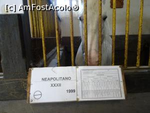 [P16] Exemplu de afișare a informațiilor privind rasa și genealogia. » foto by tata123 🔱
 - 
<span class="allrVoted glyphicon glyphicon-heart hidden" id="av1251086"></span>
<a class="m-l-10 hidden" id="sv1251086" onclick="voting_Foto_DelVot(,1251086,15708)" role="button">șterge vot <span class="glyphicon glyphicon-remove"></span></a>
<a id="v91251086" class=" c-red"  onclick="voting_Foto_SetVot(1251086)" role="button"><span class="glyphicon glyphicon-heart-empty"></span> <b>LIKE</b> = Votează poza</a> <img class="hidden"  id="f1251086W9" src="/imagini/loader.gif" border="0" /><span class="AjErrMes hidden" id="e1251086ErM"></span>