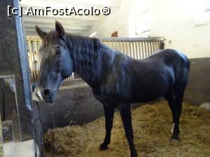 [P17] Armăsar - Herghelia Sâmbăta de Jos. » foto by tata123 🔱
 - 
<span class="allrVoted glyphicon glyphicon-heart hidden" id="av1251087"></span>
<a class="m-l-10 hidden" id="sv1251087" onclick="voting_Foto_DelVot(,1251087,15708)" role="button">șterge vot <span class="glyphicon glyphicon-remove"></span></a>
<a id="v91251087" class=" c-red"  onclick="voting_Foto_SetVot(1251087)" role="button"><span class="glyphicon glyphicon-heart-empty"></span> <b>LIKE</b> = Votează poza</a> <img class="hidden"  id="f1251087W9" src="/imagini/loader.gif" border="0" /><span class="AjErrMes hidden" id="e1251087ErM"></span>