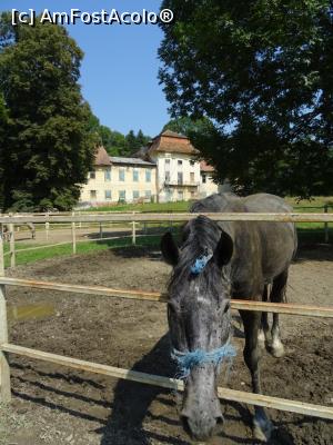 [P27] Armăsar și castelul Brukenthal. » foto by tata123 🔱
 - 
<span class="allrVoted glyphicon glyphicon-heart hidden" id="av1251098"></span>
<a class="m-l-10 hidden" id="sv1251098" onclick="voting_Foto_DelVot(,1251098,15708)" role="button">șterge vot <span class="glyphicon glyphicon-remove"></span></a>
<a id="v91251098" class=" c-red"  onclick="voting_Foto_SetVot(1251098)" role="button"><span class="glyphicon glyphicon-heart-empty"></span> <b>LIKE</b> = Votează poza</a> <img class="hidden"  id="f1251098W9" src="/imagini/loader.gif" border="0" /><span class="AjErrMes hidden" id="e1251098ErM"></span>
