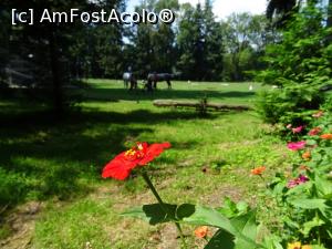 [P31] Un loc minunat: Herghelia Sâmbăta de Jos. » foto by tata123 🔱
 - 
<span class="allrVoted glyphicon glyphicon-heart hidden" id="av1251102"></span>
<a class="m-l-10 hidden" id="sv1251102" onclick="voting_Foto_DelVot(,1251102,15708)" role="button">șterge vot <span class="glyphicon glyphicon-remove"></span></a>
<a id="v91251102" class=" c-red"  onclick="voting_Foto_SetVot(1251102)" role="button"><span class="glyphicon glyphicon-heart-empty"></span> <b>LIKE</b> = Votează poza</a> <img class="hidden"  id="f1251102W9" src="/imagini/loader.gif" border="0" /><span class="AjErrMes hidden" id="e1251102ErM"></span>