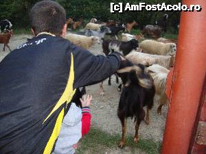 [P32] Copilul a fost bucuros de așa oaspeți.  » foto by Floryn81
 - 
<span class="allrVoted glyphicon glyphicon-heart hidden" id="av482574"></span>
<a class="m-l-10 hidden" id="sv482574" onclick="voting_Foto_DelVot(,482574,15724)" role="button">șterge vot <span class="glyphicon glyphicon-remove"></span></a>
<a id="v9482574" class=" c-red"  onclick="voting_Foto_SetVot(482574)" role="button"><span class="glyphicon glyphicon-heart-empty"></span> <b>LIKE</b> = Votează poza</a> <img class="hidden"  id="f482574W9" src="/imagini/loader.gif" border="0" /><span class="AjErrMes hidden" id="e482574ErM"></span>