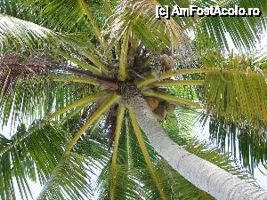 [P11] Stateam putin cu frica sa nu cada vreo nuca de cocos in capul nostru. » foto by expertu
 - 
<span class="allrVoted glyphicon glyphicon-heart hidden" id="av484405"></span>
<a class="m-l-10 hidden" id="sv484405" onclick="voting_Foto_DelVot(,484405,15789)" role="button">șterge vot <span class="glyphicon glyphicon-remove"></span></a>
<a id="v9484405" class=" c-red"  onclick="voting_Foto_SetVot(484405)" role="button"><span class="glyphicon glyphicon-heart-empty"></span> <b>LIKE</b> = Votează poza</a> <img class="hidden"  id="f484405W9" src="/imagini/loader.gif" border="0" /><span class="AjErrMes hidden" id="e484405ErM"></span>