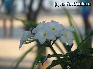 [P15] O floare care miroase foarte puternic si placut.  » foto by expertu
 - 
<span class="allrVoted glyphicon glyphicon-heart hidden" id="av484409"></span>
<a class="m-l-10 hidden" id="sv484409" onclick="voting_Foto_DelVot(,484409,15789)" role="button">șterge vot <span class="glyphicon glyphicon-remove"></span></a>
<a id="v9484409" class=" c-red"  onclick="voting_Foto_SetVot(484409)" role="button"><span class="glyphicon glyphicon-heart-empty"></span> <b>LIKE</b> = Votează poza</a> <img class="hidden"  id="f484409W9" src="/imagini/loader.gif" border="0" /><span class="AjErrMes hidden" id="e484409ErM"></span>