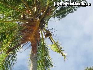 [P04] Nuci de cocos peste tot!  » foto by expertu
 - 
<span class="allrVoted glyphicon glyphicon-heart hidden" id="av484398"></span>
<a class="m-l-10 hidden" id="sv484398" onclick="voting_Foto_DelVot(,484398,15789)" role="button">șterge vot <span class="glyphicon glyphicon-remove"></span></a>
<a id="v9484398" class=" c-red"  onclick="voting_Foto_SetVot(484398)" role="button"><span class="glyphicon glyphicon-heart-empty"></span> <b>LIKE</b> = Votează poza</a> <img class="hidden"  id="f484398W9" src="/imagini/loader.gif" border="0" /><span class="AjErrMes hidden" id="e484398ErM"></span>